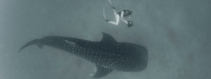 Freediving with whale shark