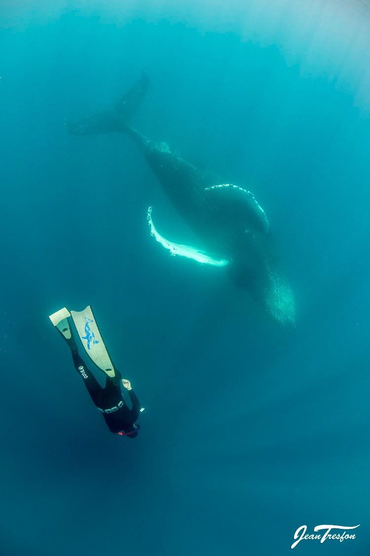 Freediving with Whales