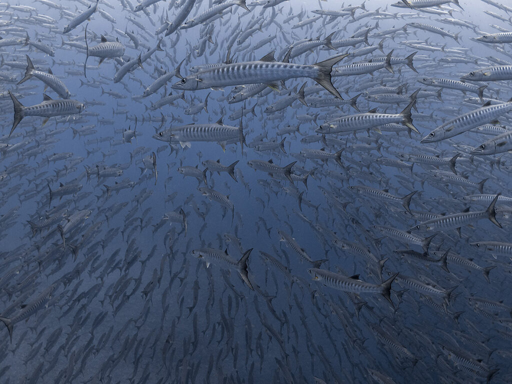 Big school of Barracudas, Maratua